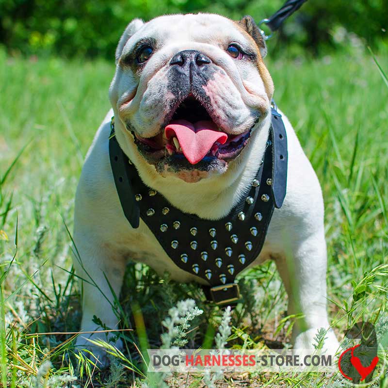 English Bulldog Spiked Dog Harness