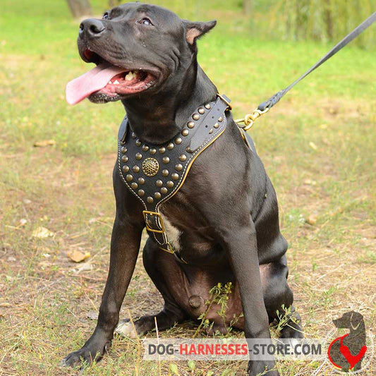 Exclusive Design Studded Leather Pitbull Harness