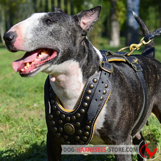 Exclusive Design Studded Royal Leather English Bull Terrier Harness