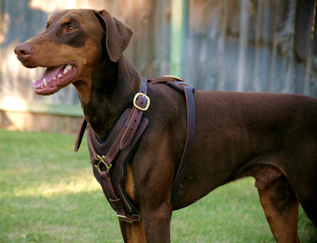 Exclusive Handcrafted Padded Leather Doberman Harness