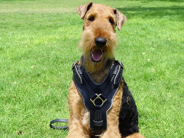 Exclusive Luxury Handcrafted Padded Leather Airedale Terrier Harness