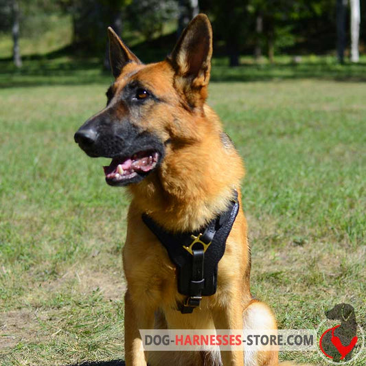 Exclusive Luxury Handcrafted Padded Leather German Shepherd Harness