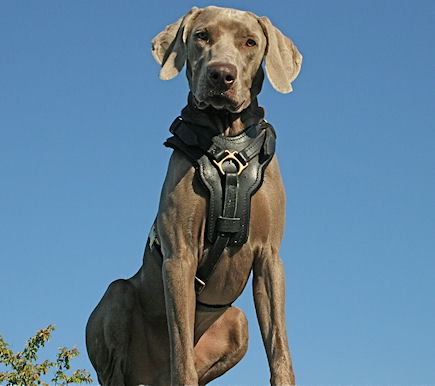 Exclusive Weimaraner Harness with Optional Handle