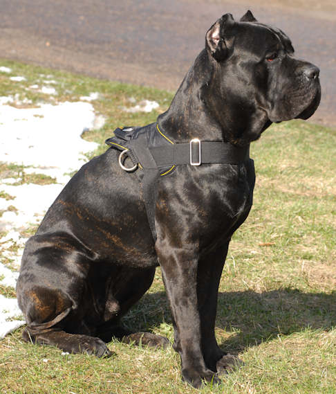 Extra Lightweight Nylon Cane Corso Harness for Tracking/Pulling