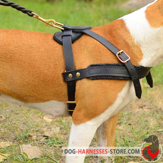 Fantastic Fila Brasileiro Harness for Pulling, Tracking and Walking