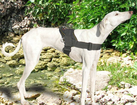 Gazelle Hound Nylon Harness