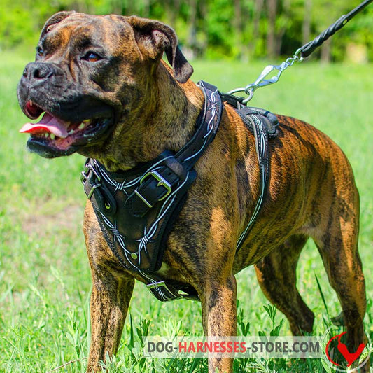 Hand Painted Barbed Wire Leather Boxer Harness