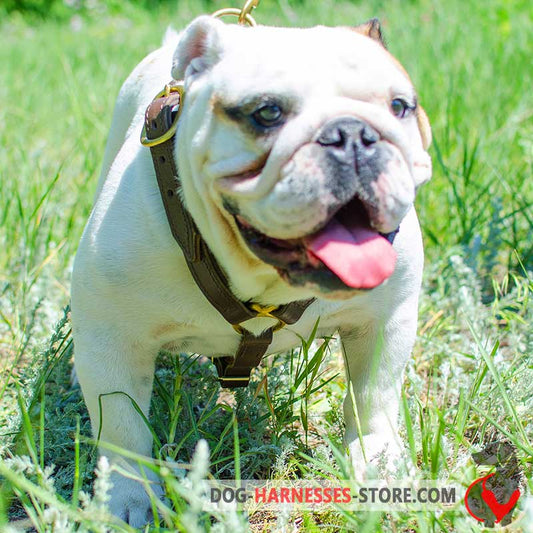 Handcrafted English Bulldog harness for any Dog Activities