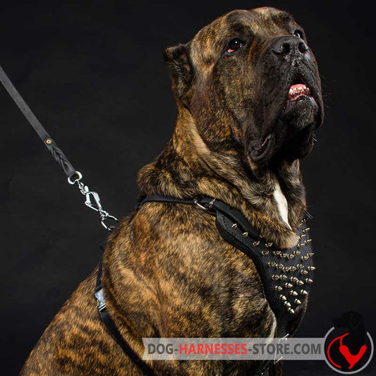 Handmade Spike Cane Corso Harness