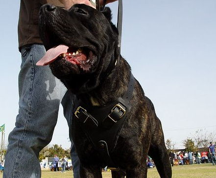 Italian Mastiff Leather Dog Harness