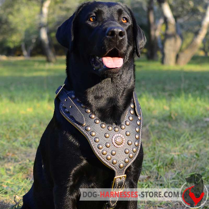 Labrador Retriever  Harness  Decorated with Brass Studs for Walking