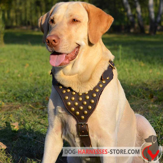 Labrador Retriever  Harness for Walking