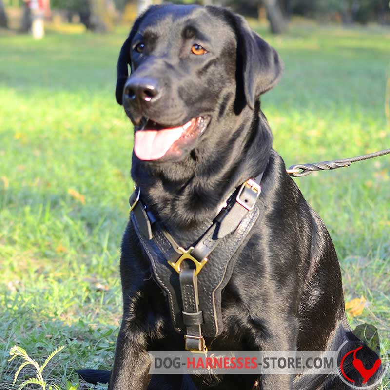 Labrador Retrivier harness for different kinds of  training