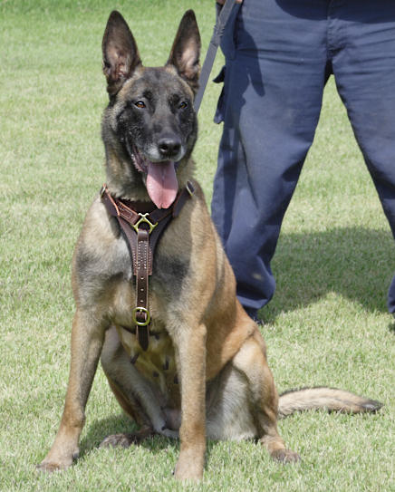 Leather Belgian Malinois Harness with Padded Chest Plate