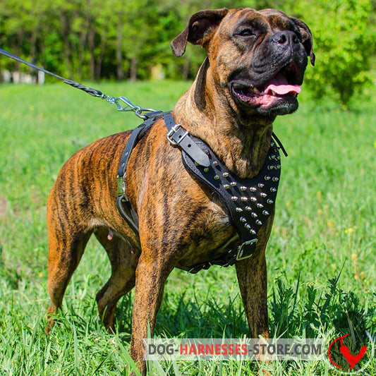 Leather Boxer Harness with Spiked Chest Plate