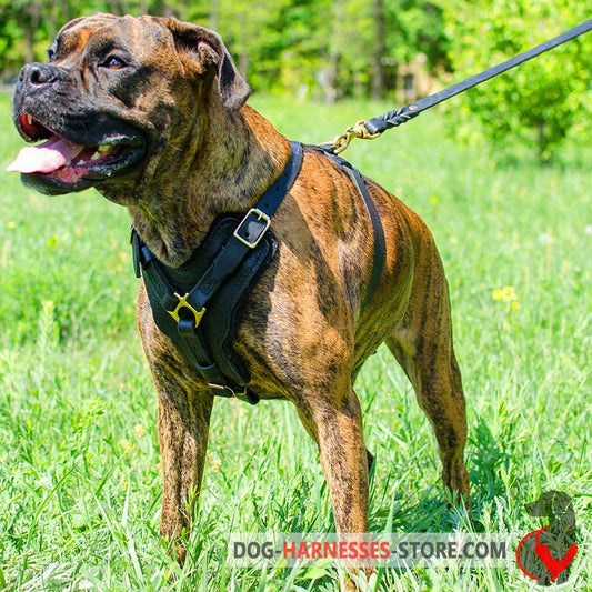 Leather Boxer Harness with Y-Shaped Chest Plate