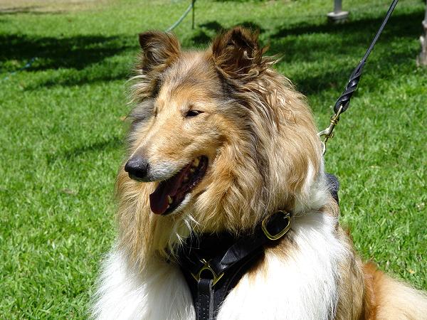 Leather Collie Harness for Tracking and Walking