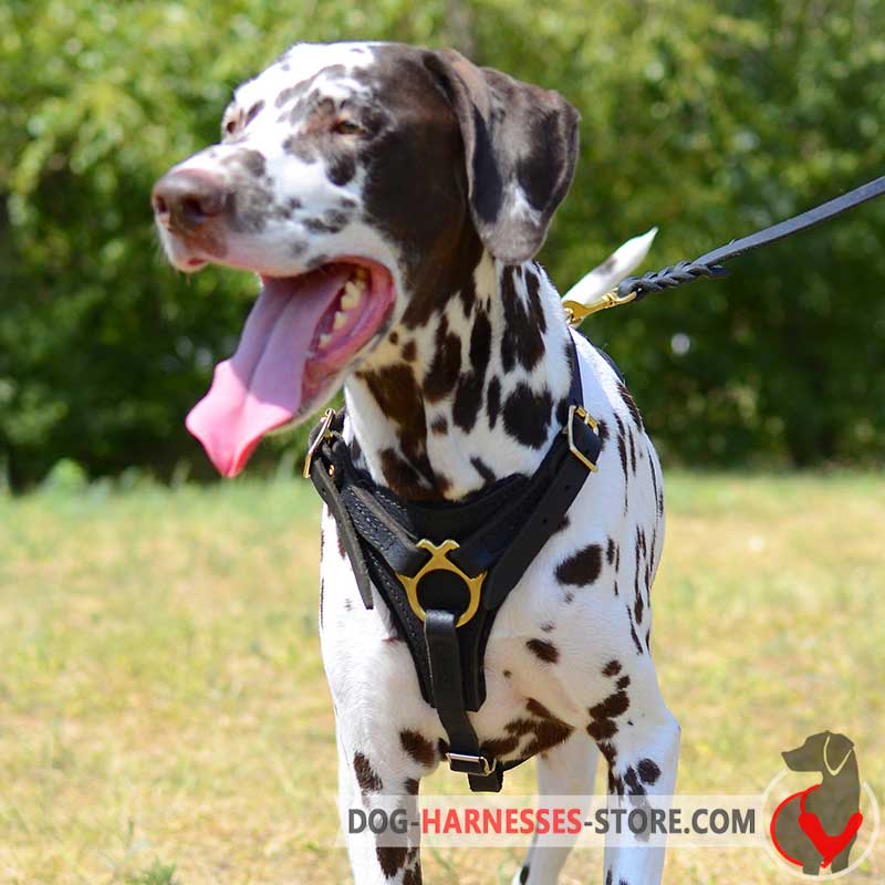 Leather Dalmatian Harness for Tracking