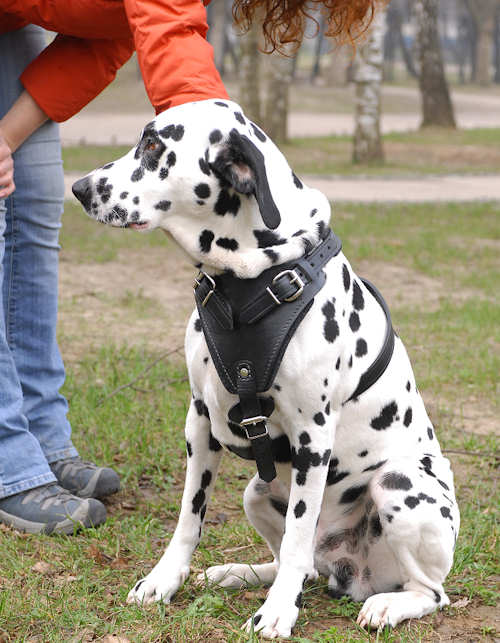 Leather Dalmatian Harness with Padded Chest Plate