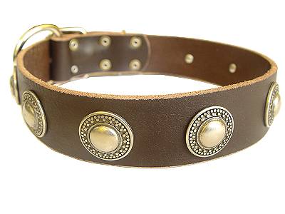 Leather  Dog Collar with silver conchos