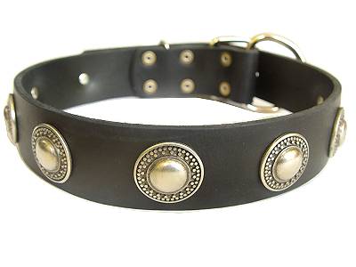 Leather  Dog Collar with silver conchos