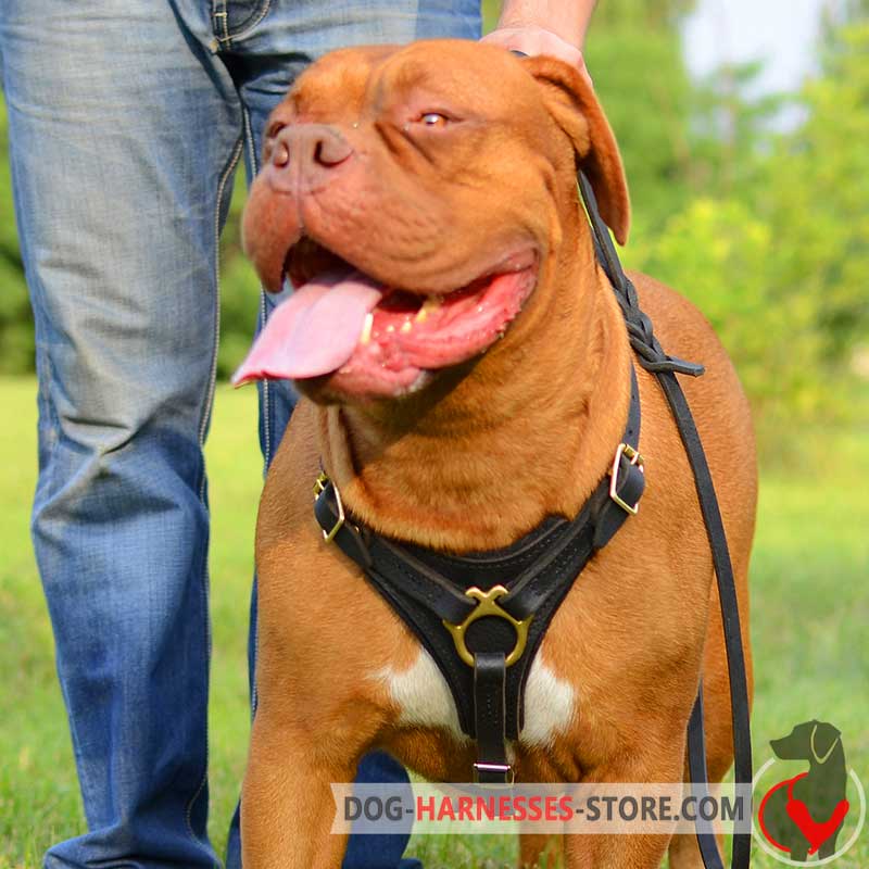 Leather Dogue de Bordeaux Harness with Padded Chest Plate