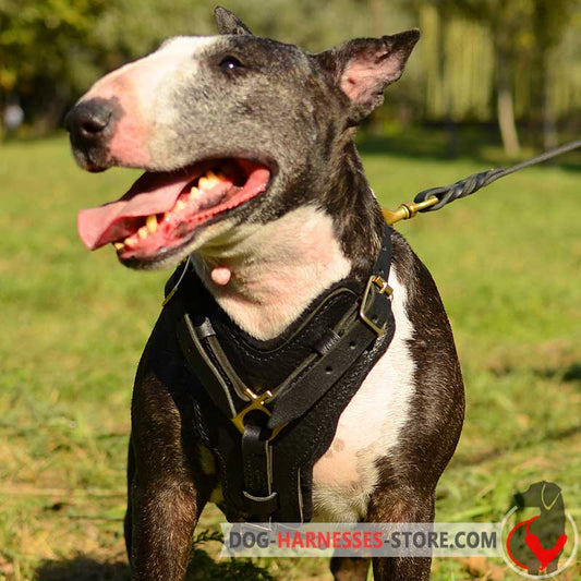 Leather English Bull Terrier Harness for Attack/Agitation/Protection Work