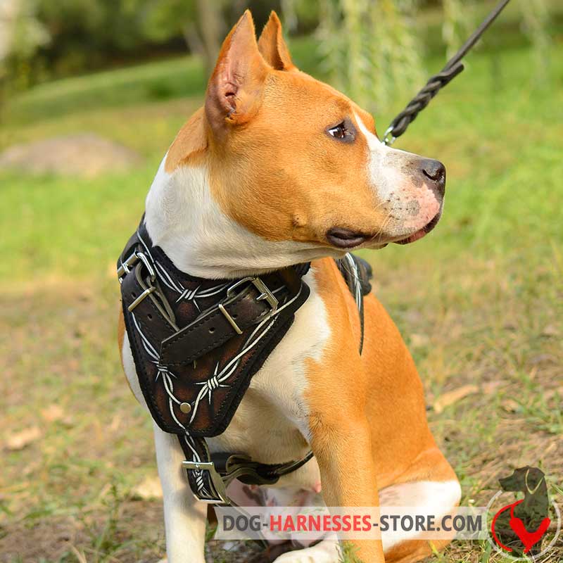 Leather Hand Painted Amstaff Harness