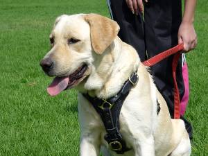 Leather Labrador Retriever Harness for Tracking