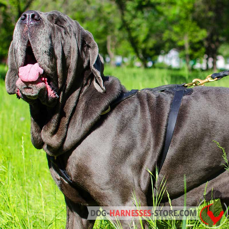 Leather Mastiff Neapolitan Harness for Tracking/Walking/Training