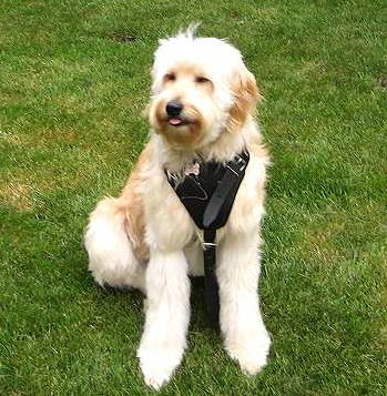 Leather Spinone Italiano Harness with Soft Padded Chest Plate