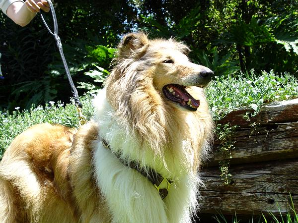 Lightweight Collie Harness Made of Leather Straps