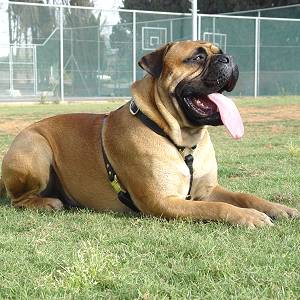 Lightweight Leather Bullmastiff Harness