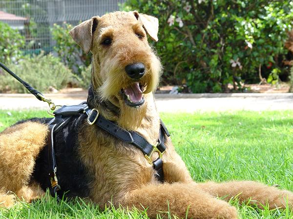 Luxury Handcrafted  Airedale Terrier Harness