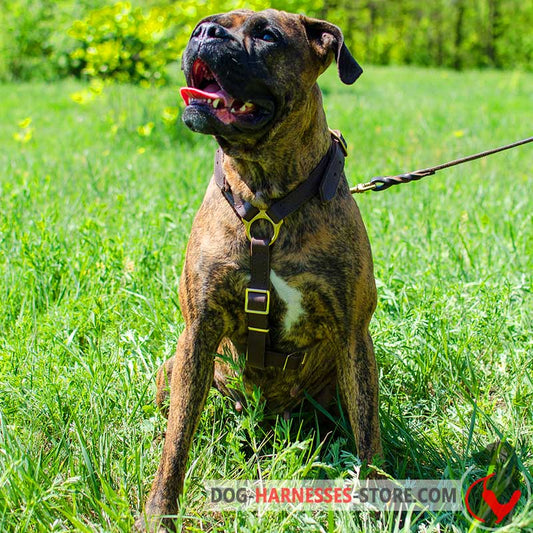 Luxury handcrafted Boxer harness