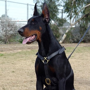 Luxury handcrafted Doberman harness