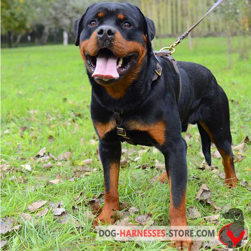 Luxury Handcrafted Rottweiler Harness for Walking and Jogging