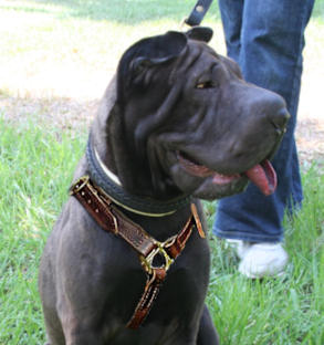 Luxury handcrafted Shar Pei harness