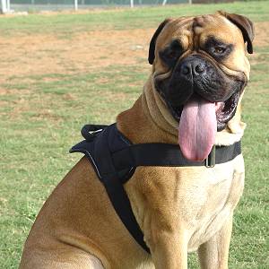 Multi-Purpose Nylon Bullmastiff Harness