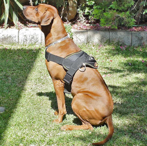 Multi-purpose Rhodesian Ridge Harness for Pulling Acivity