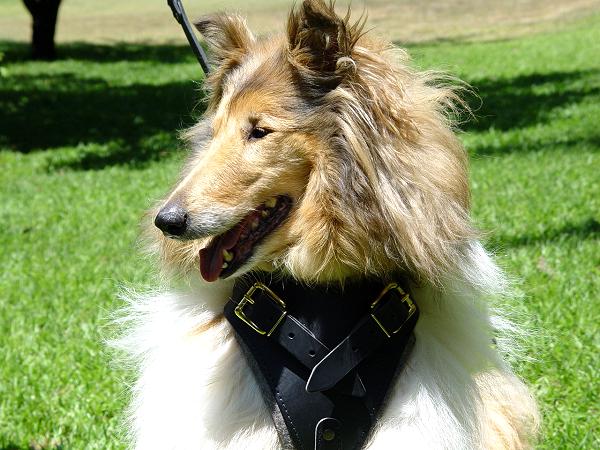 Multifunctional Collie  Harness for  Attack/Agitation Training