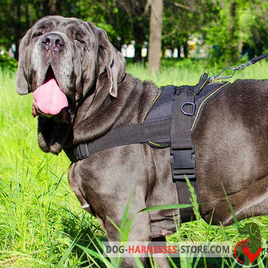 Multifunctional Nylon Mastiff Neapolitan Harness for Walking/Training/Pulling