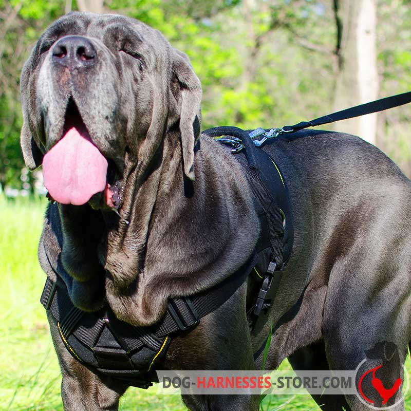 Multifunctional Nylon Mastiff Neapolitan Harness with Chest Plate