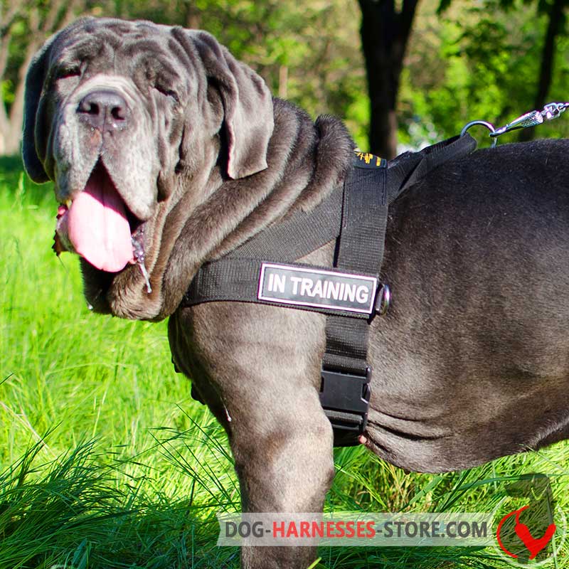 Multifunctional Nylon Mastiff Neapolitan Harness with ID Patches