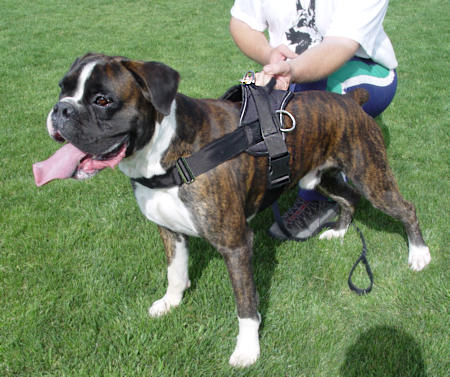 Multipurpose Boxer Nylon Harness for Tracking/Pulling