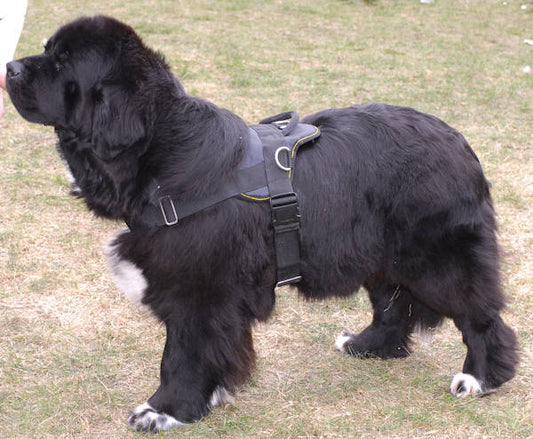 Newfoundland Nylon Dog Harness for Multipurpose Use