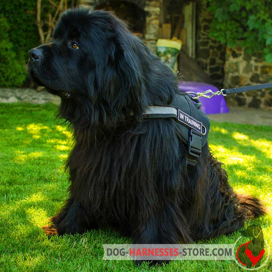 Newfoundland Nylon Dog Harness with Reflective Strap