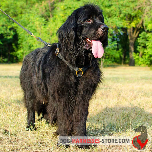 Newfoundland Tracking/Walking Leather Dog Harness