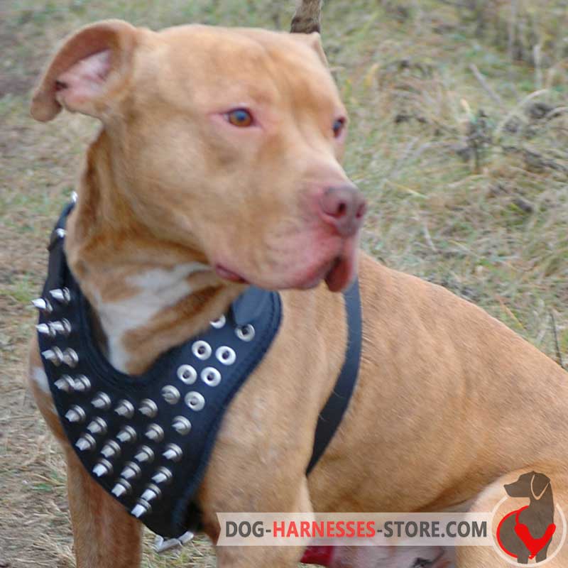 Nickel Studded Leather Pitbull Harness