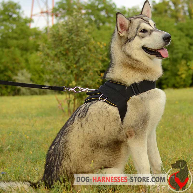 ALASKAN MALAMUTE HARNESSES Professional Harnesses for Your Dog Buy Now dog harnesses store